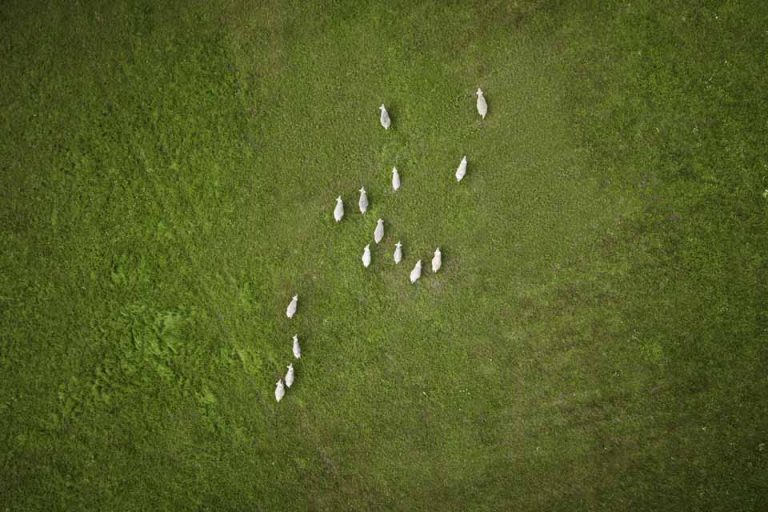 Schafe auf der Weide aus der Luft fotografiert
