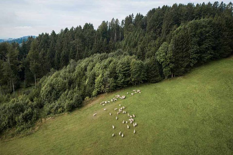 Schafe auf einer hügeligen Weide im Mühlviertel