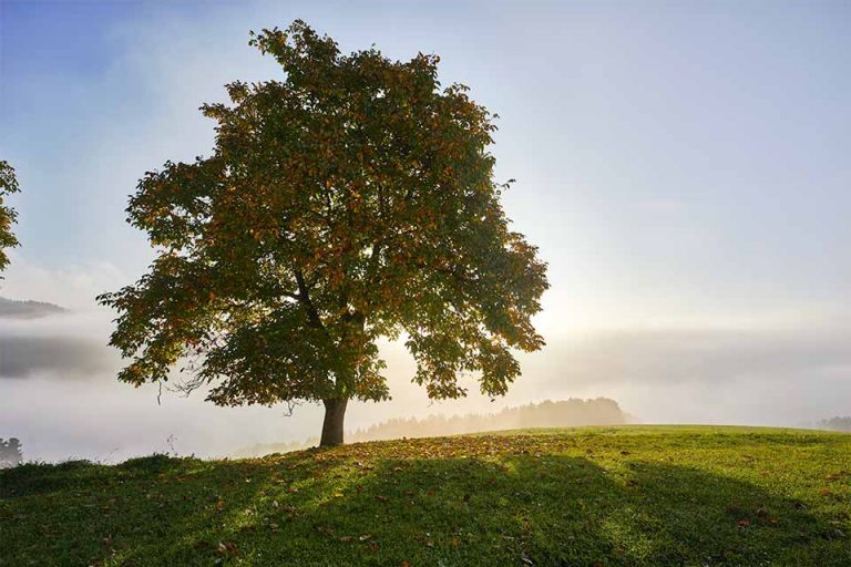 Baum im Morgenlicht vor einer nebeligen Tallandschaft in Wildberg Oberösterreich