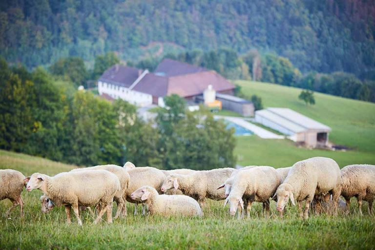Schafe auf der Weide mit dem Bauernhof im Hintergrund