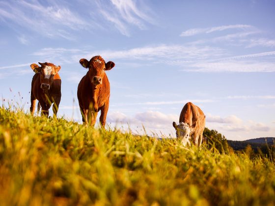 Kühe auf einer Mühlviertler Weide - Justlfleisch