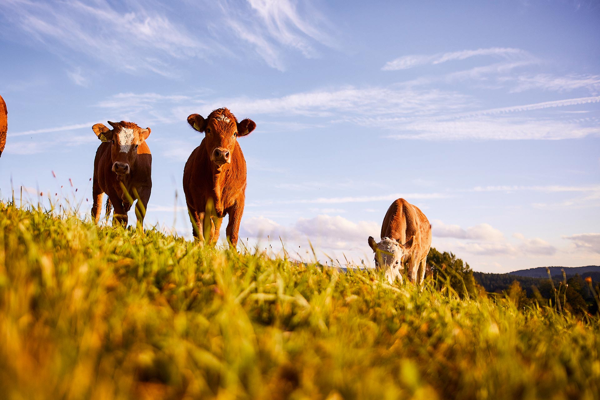 Kühe auf einer Mühlviertler Weide - Justlfleisch