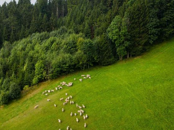 Schafe auf der Weide aus der Luft fotografiert