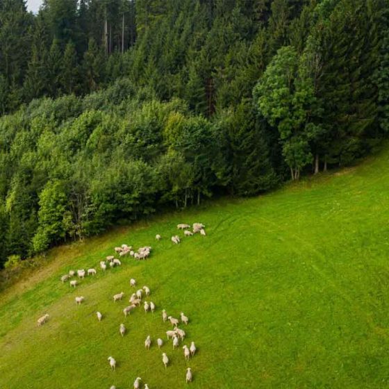 Schafe auf der Weide aus der Luft fotografiert