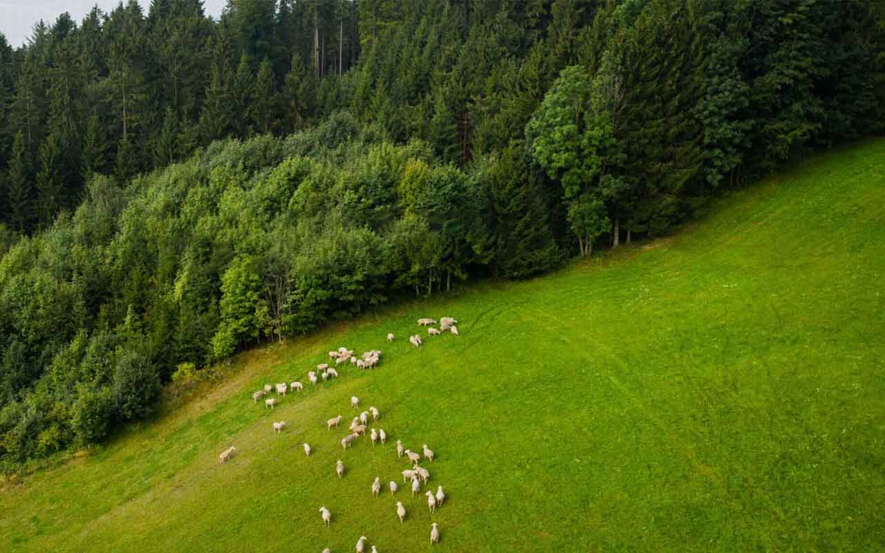 Schafe auf der Weide aus der Luft fotografiert