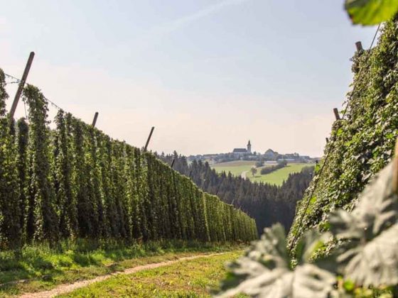 Hopfenanbau im Mühlviertel mit Ortskern im Hintergrund