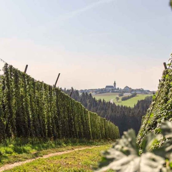 Hopfenanbau im Mühlviertel mit Ortskern im Hintergrund