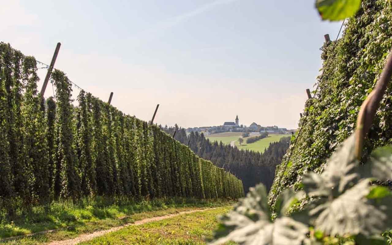 Hopfenanbau im Mühlviertel mit Ortskern im Hintergrund